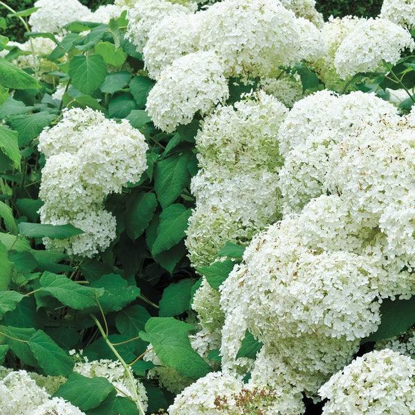Gurney's Seed and Nursery White Flowering Snowball Bush Viburnum Foundation/Hedge Shrub in 1-Quart Pot | 90228